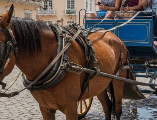 Reconversión laboral para sustitución de caballos cocheros